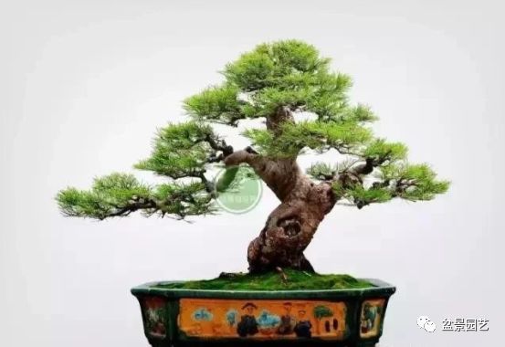 48种绝世盆景,绝世惊艳之作