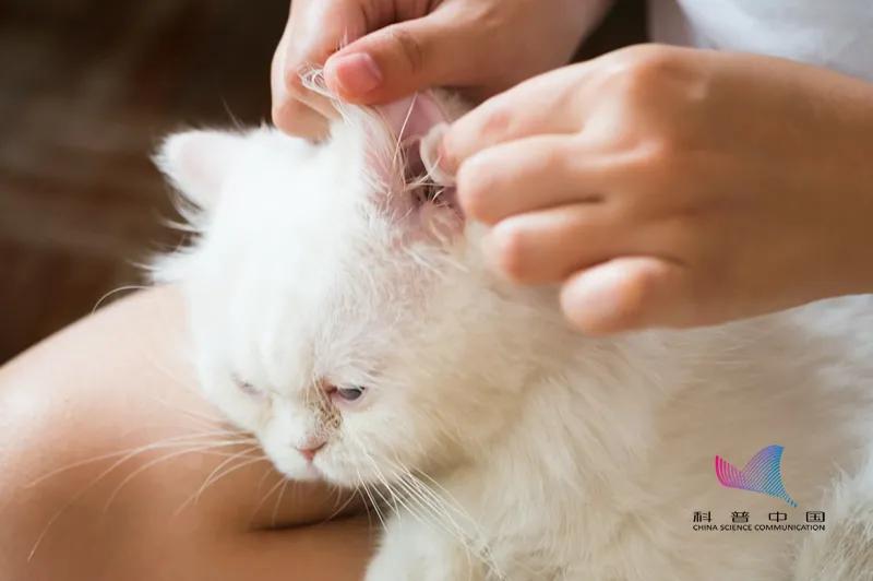 油耳朵是稀耳屎吗,油耳多久掏一次耳屎比较好