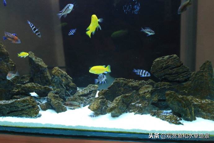 什么尺寸的鱼缸最适合新手？