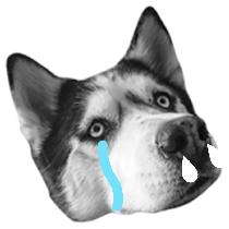 法律对宠物狗伤人事件如何规定的,宠物犬侵权责任划分规则