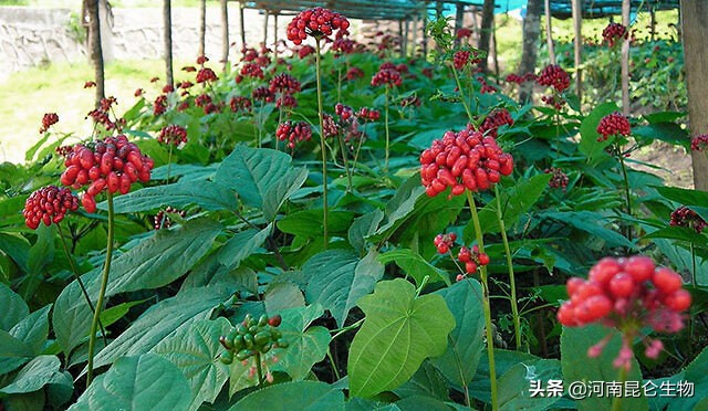 重茬烂根死苗病防治,中药材死苗烂根防治技术