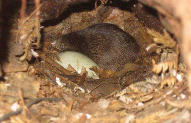 说它是鸟，却没有翅膀和尾巴，说它是兽，却只有两条腿，是啥奇葩