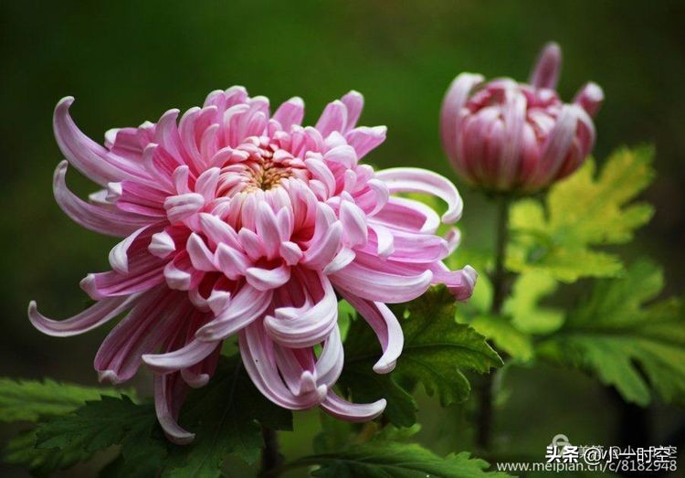 关于重阳节菊花的诗句,重阳节诗情画意