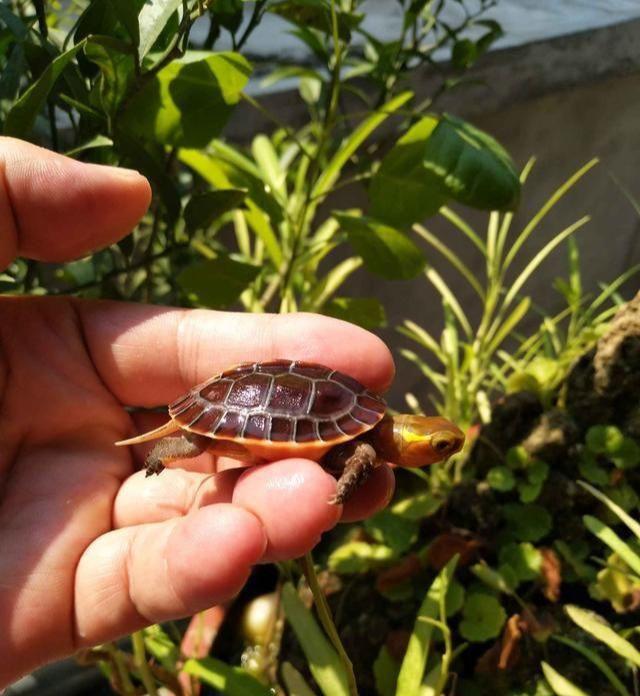 黄缘苗底板为什么会软,黄缘龟苗壳软怎么回事