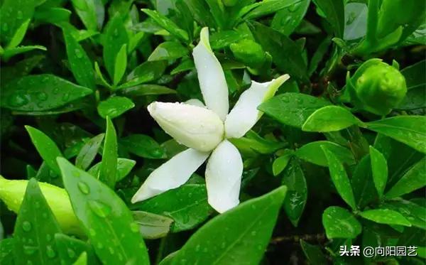 冬季绿植黄叶黑斑怎么解决,冬天植物叶子发黄怎么办