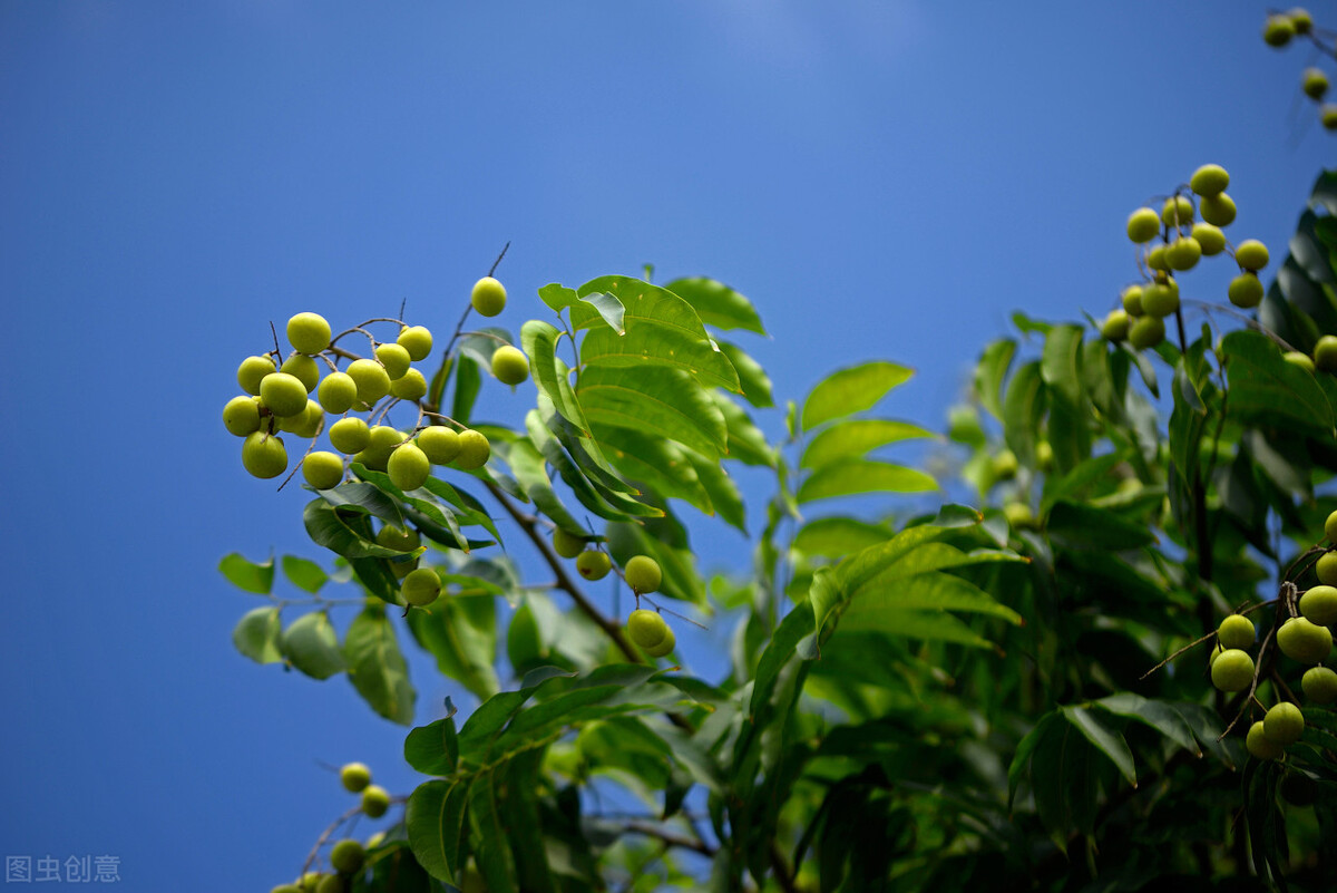 消失的苦楝树为什么很少,苦楝树为什么不长在深山