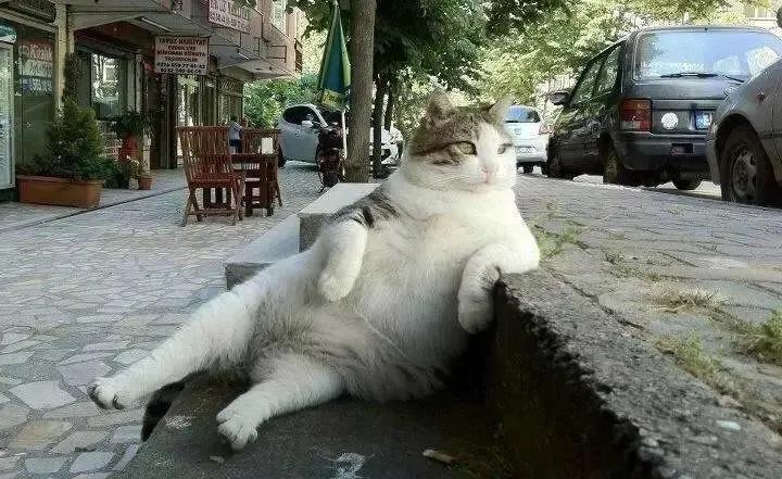 去土耳其当猫好吗,在土耳其做一只幸福的猫