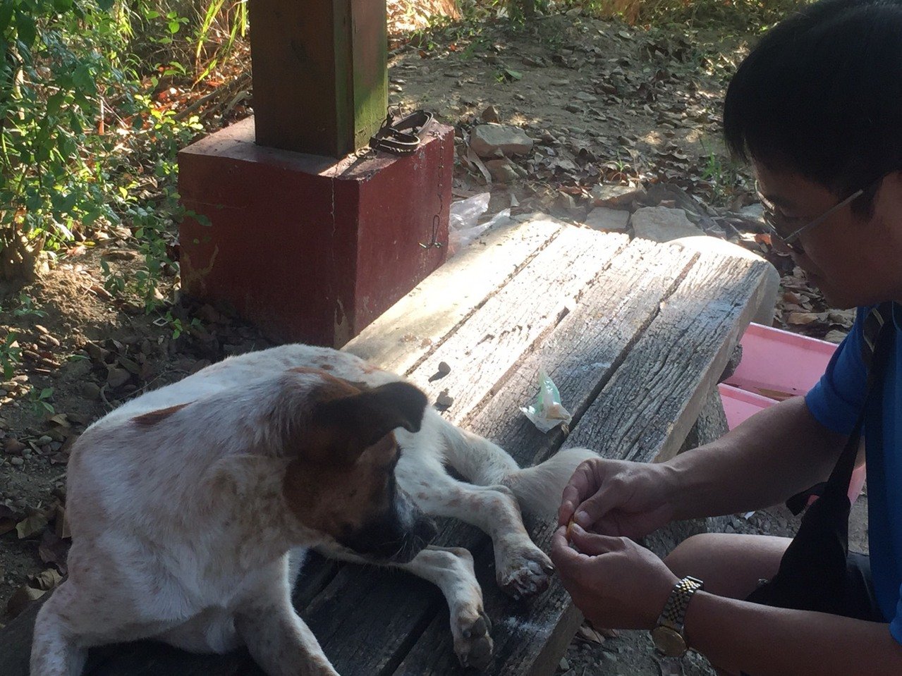 流浪狗受伤了怎么办求助什么部门,可怜的流浪狗终于得到救治