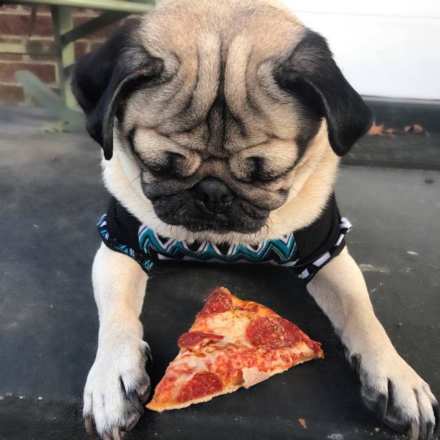 狗狗在中国最受欢迎的品种,中国本土的狗狗有哪些品种