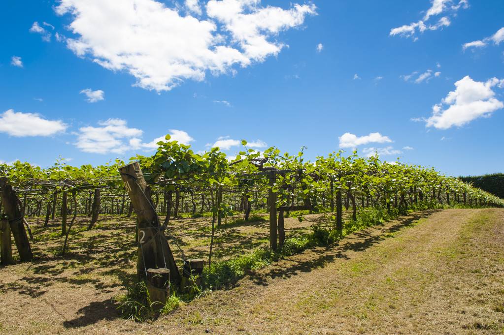 新西兰奇异果和意大利奇异果区别,奇异果在新西兰售价