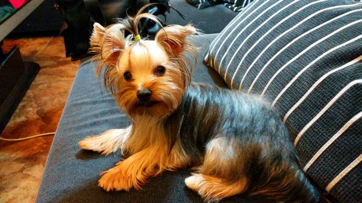 小北京犬宠物狗品种图片大全,常见宠物狗的品种大全及图片