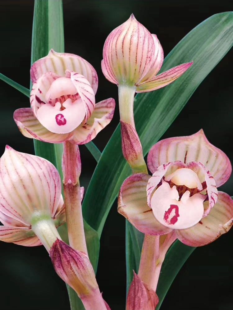 春兰荷瓣艺草名品欣赏,春兰荷瓣名品兰花价格