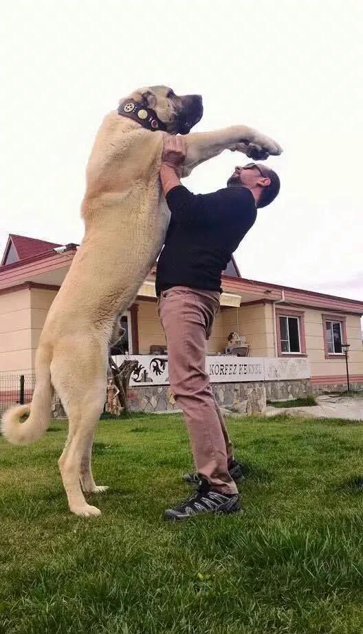 各国猛犬品种排名,各国品种猛犬