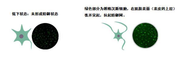 资生堂红腰子精华测评魏老爸,资生堂红腰子精华多少毫升