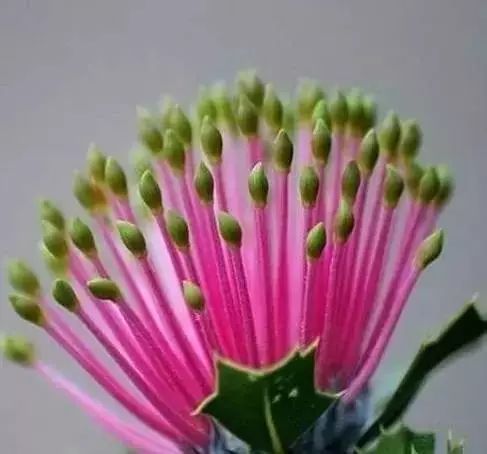 世界顶级奇花异卉,最美奇花异卉