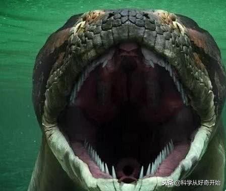 海上碰到鲸鱼怎么办,海上遇到了海盗怎么办