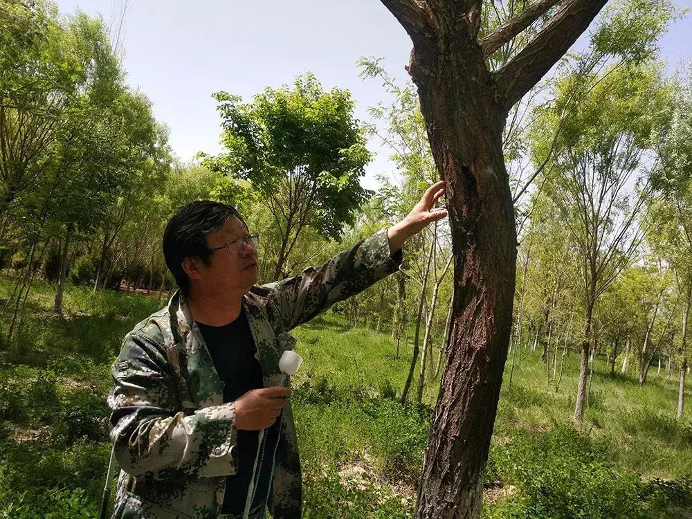 红颈天牛生活习性及防治方法,天牛的习性和天敌