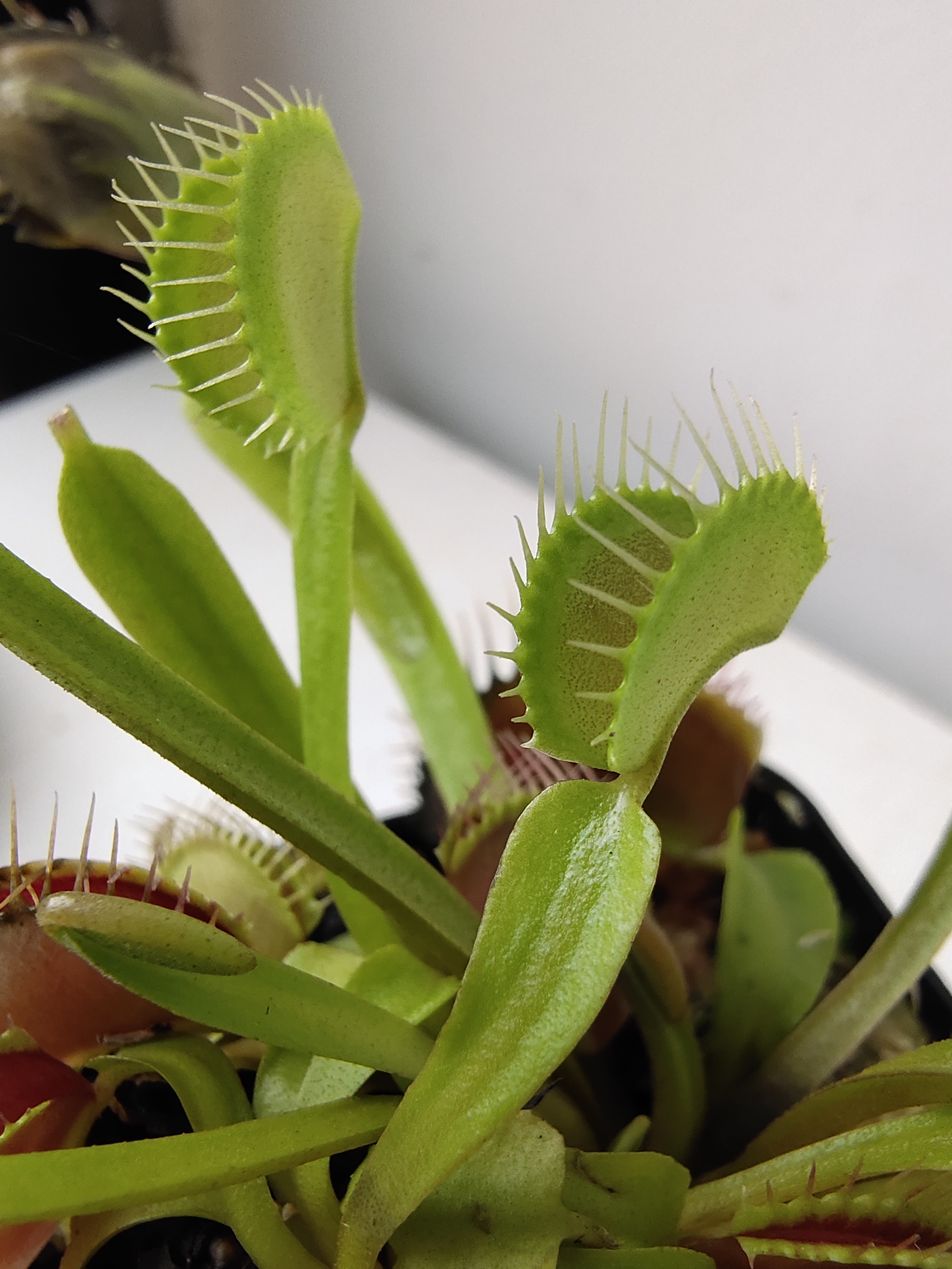 怎么让捕蝇草快速长大,捕蝇草长大是什么样子