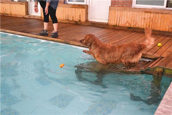 狗狗中暑救活了怎么恢复健康,狗狗中暑解救视频