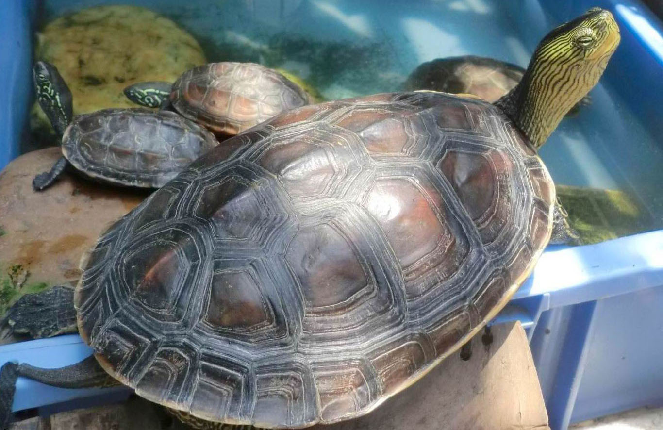 宠物龟不想养了怎么办,不想养乌龟