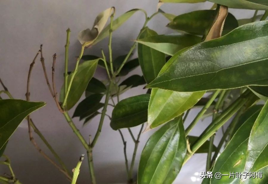 5个植物最招财,能开花又好养的植物又有寓意