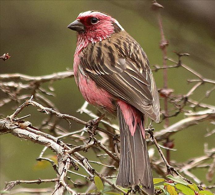 东江揽胜,惠州淡水常见鸟类图谱