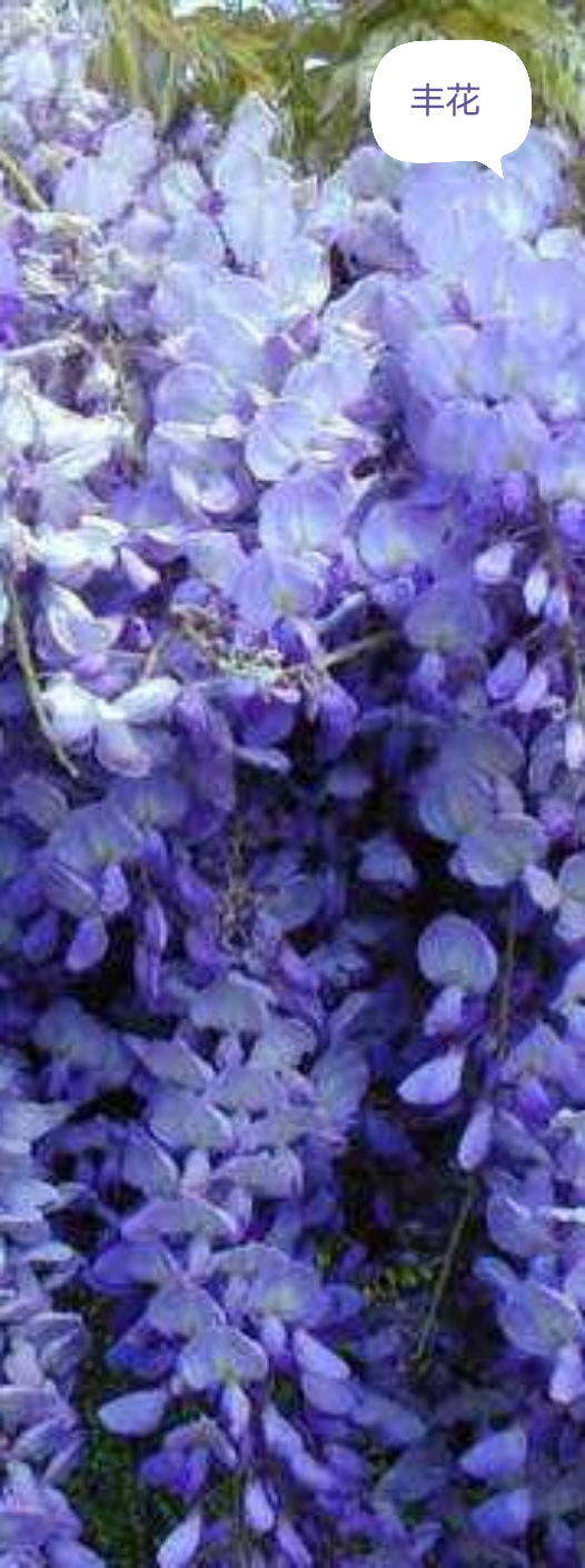 日本姬紫藤最好品种介绍,什么品种的紫藤好养好看