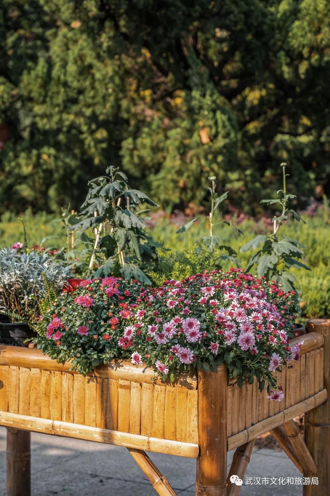 菊花烂漫,赏菊花汉口江滩打卡