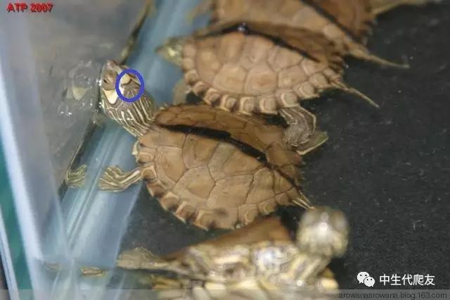 正宗的地图龟,史上最差的地图龟