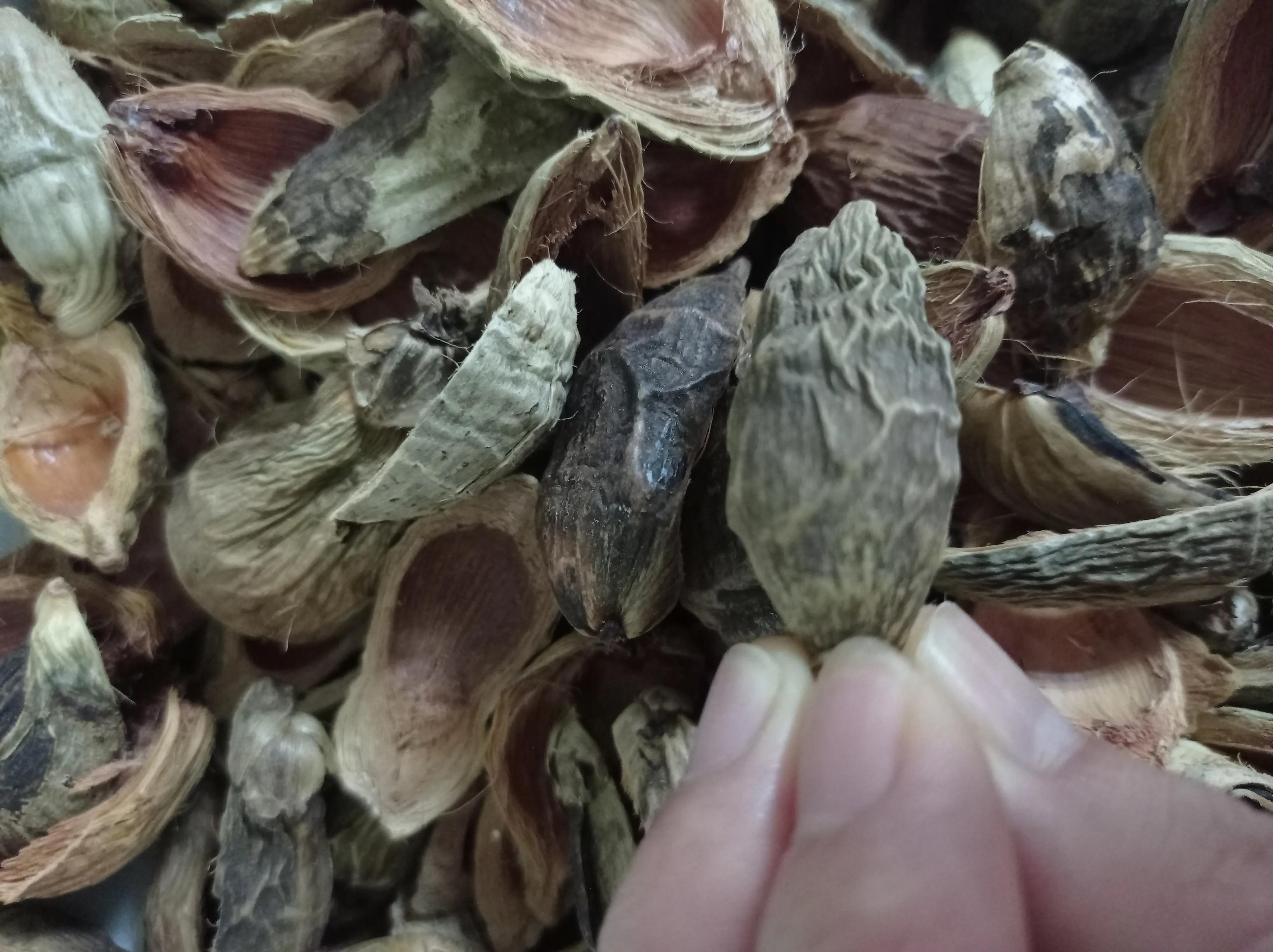 嚼槟榔致癌为什么还有人嚼槟榔,嚼槟榔致癌还是槟榔致癌