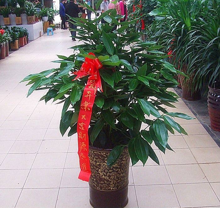 30种好看的盆栽花卉,最好养的大型室内盆栽