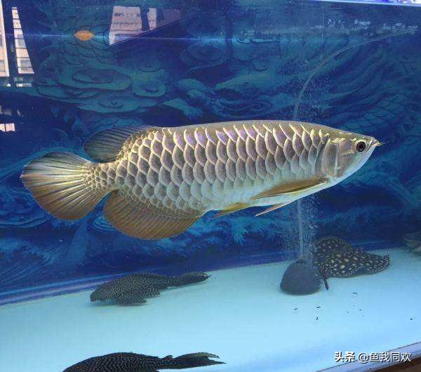 养鱼老道龙鱼怎么养,养鱼为啥越养越脏