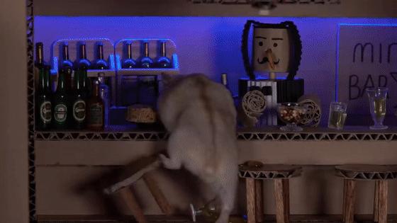 身价300万的仓鼠外网走红！住3层电梯豪宅，丰富娱乐，人不如鼠啊