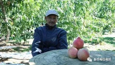 “世界最大桃园”蕴藏的乡村振兴“密码”