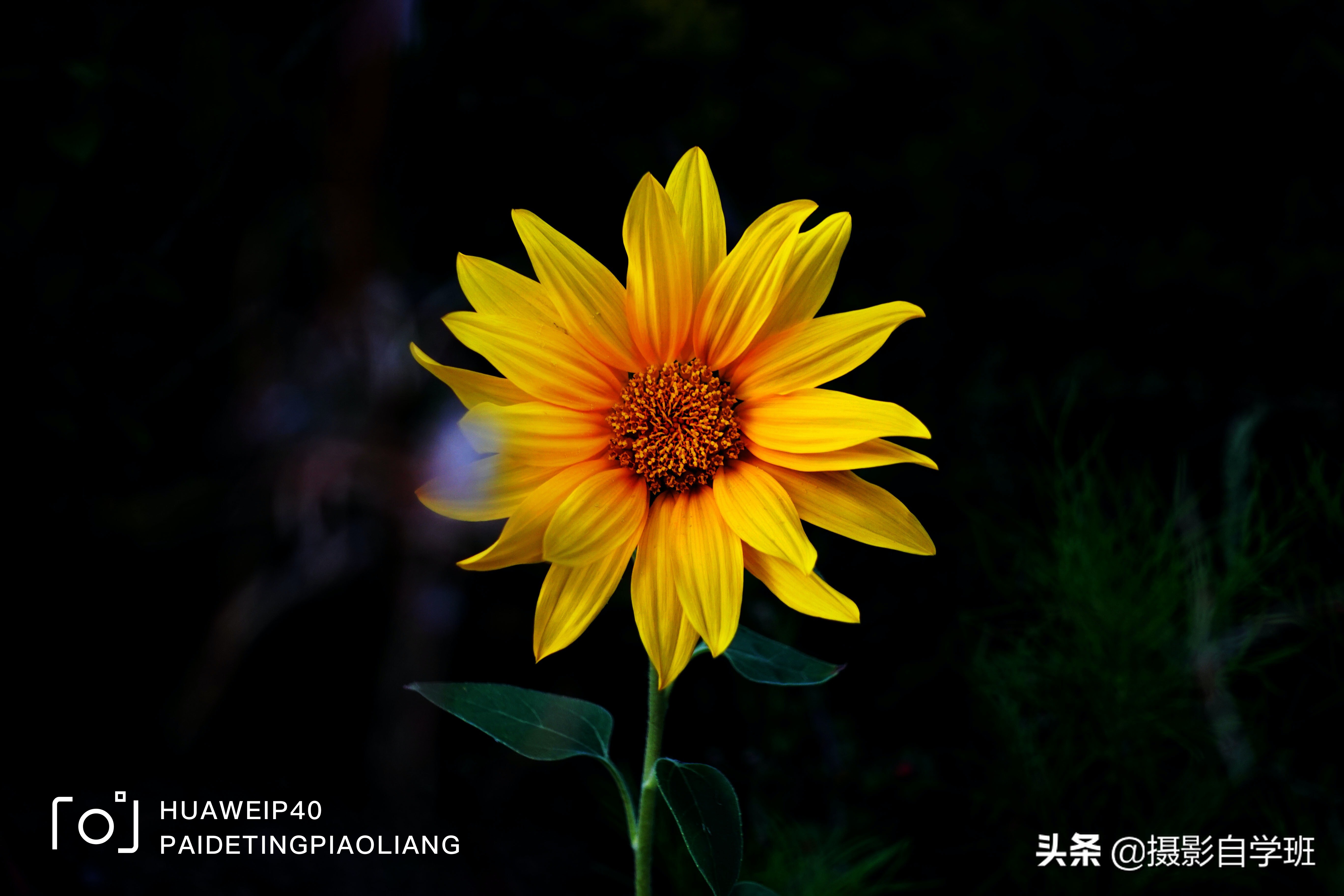 华为mate40pro照相水印和日期,华为手机照相和苹果手机照相