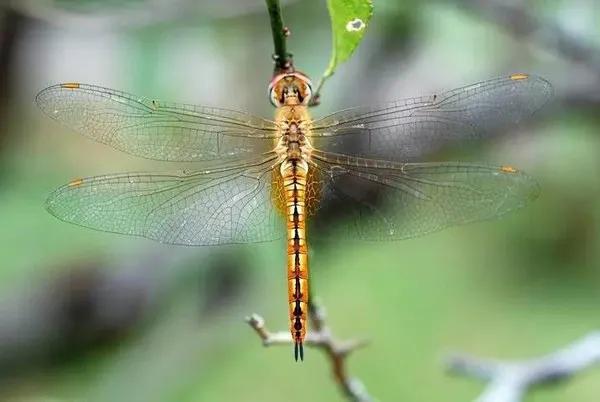 经典植物动物科普,常见植物对应的动物