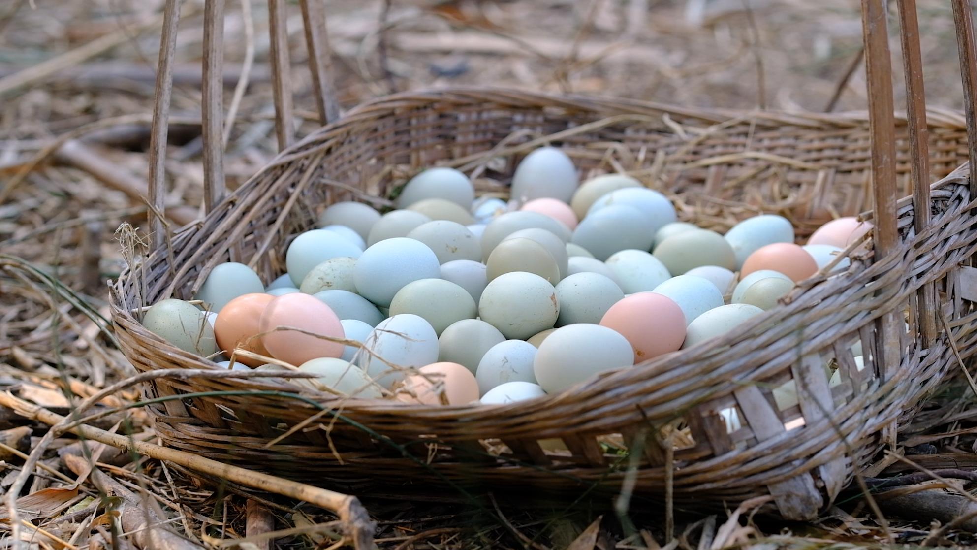 全身皮毛都是黑色的,长得像鸟一样的鸡,一年能卖8000多只