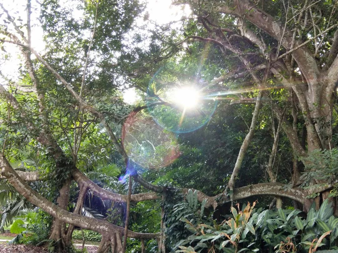 袁金奎老师国画作品欣赏,袁金奎写意花鸟画作品