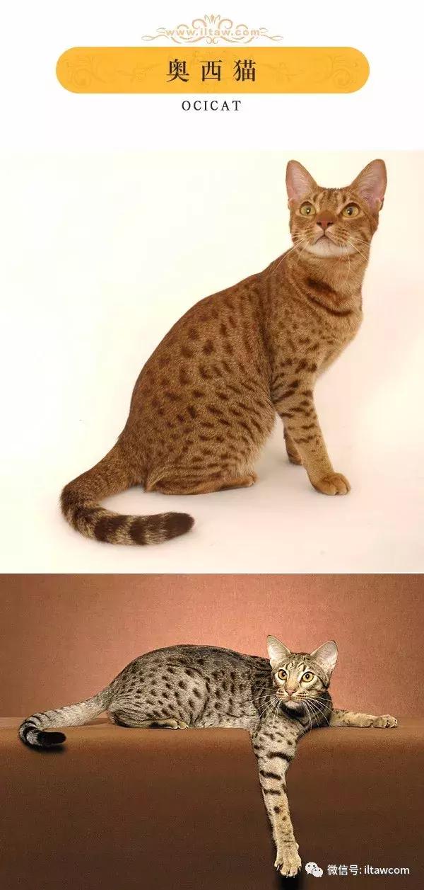 搜猫咪各种图片,世界猫咪图录