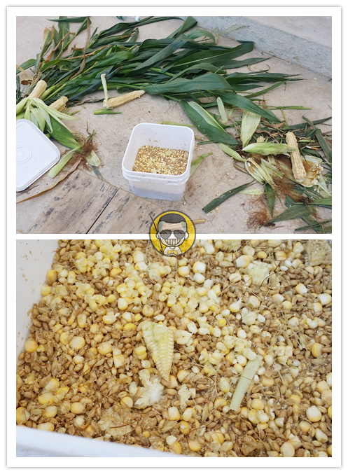 肥水草鱼窝料,综合塘草鱼窝料