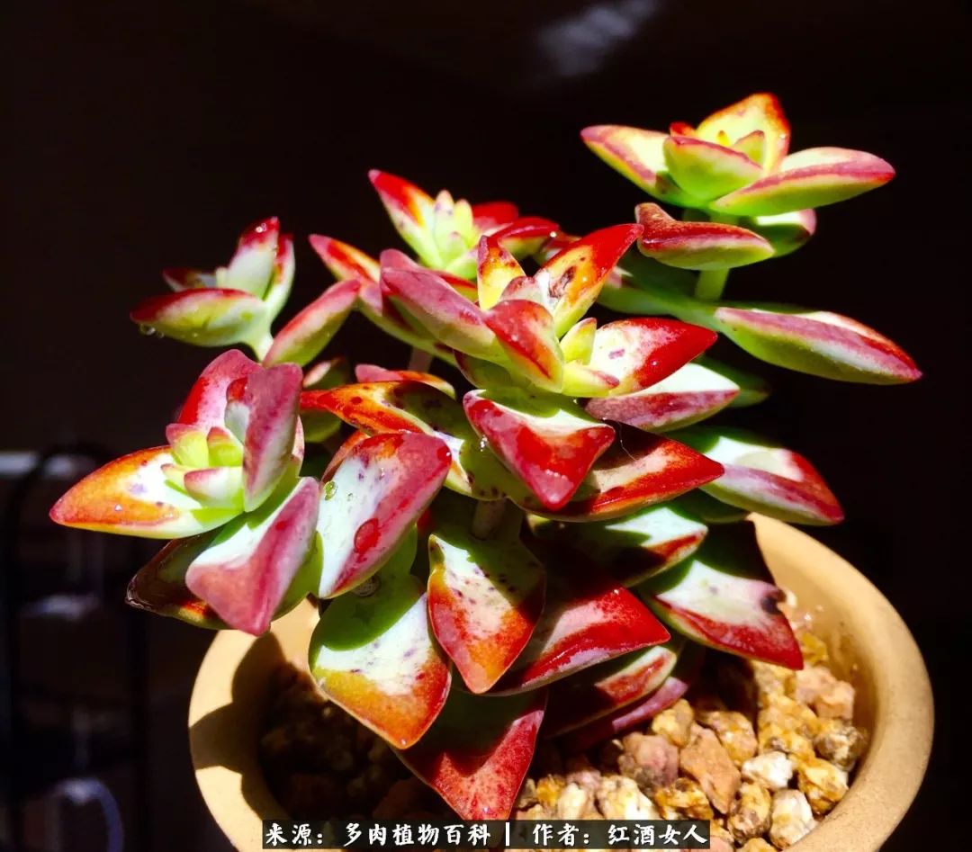 记录走过的美景留下美好的回忆,记录走过的每一段美好时光