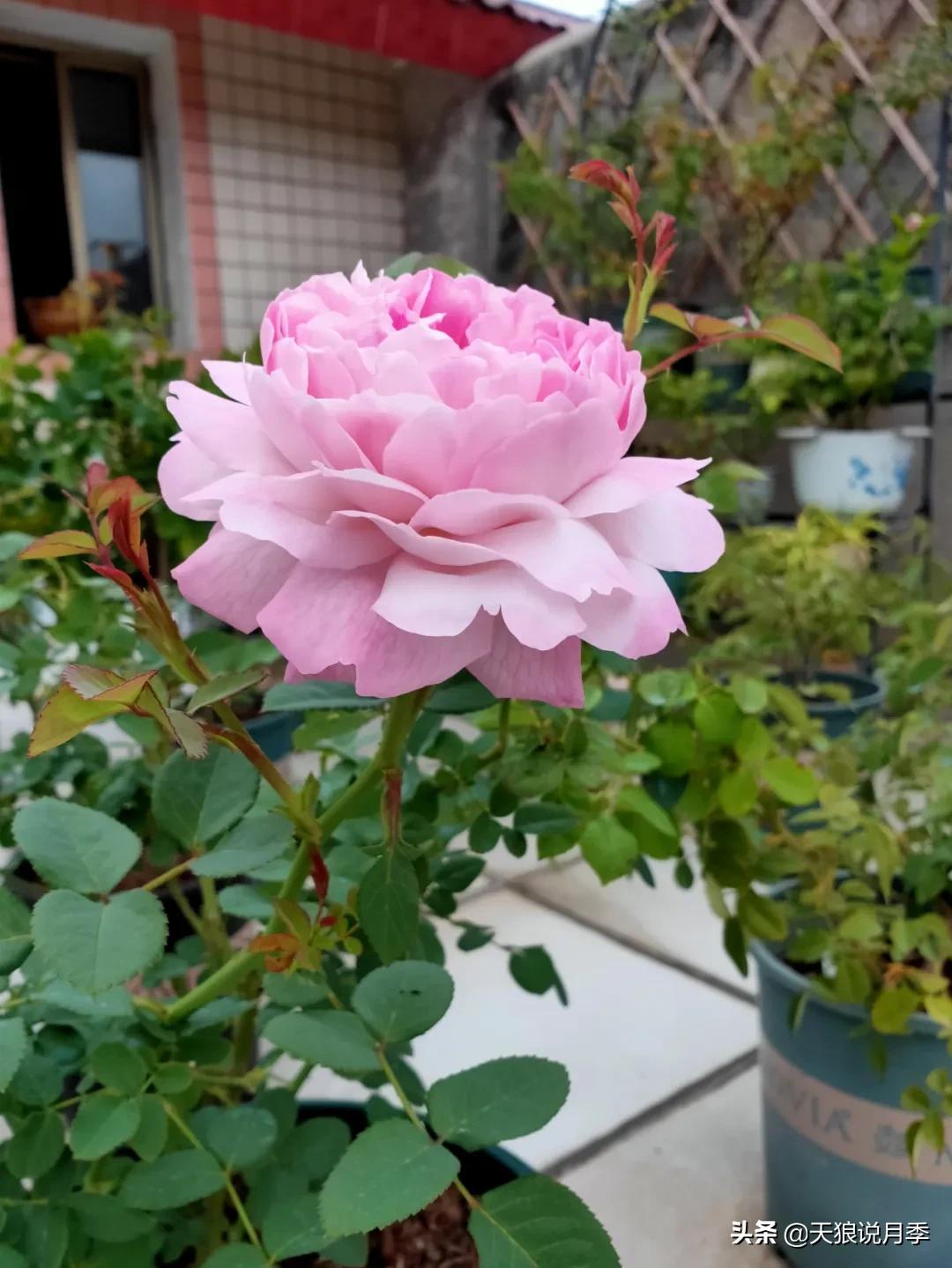 月季春季第一波花要不要剪,月季春季第一波花开后嫁接