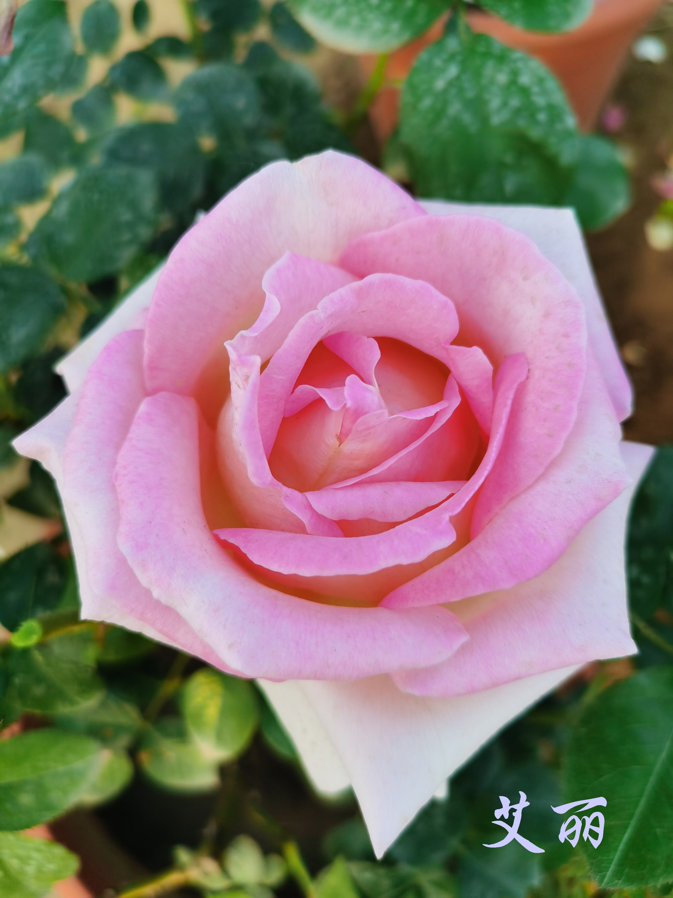 大兴月季园的月季有多少种,北京最大的月季基地在哪