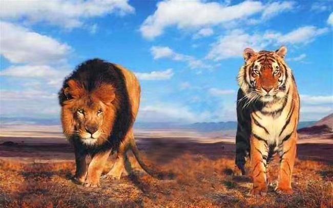 为什么老虎和狮子的争论那么大,为什么很多人认为老虎打不过狮子