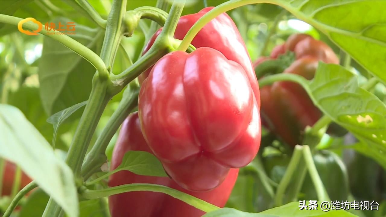 自制酵素真的这么神奇吗,环保酵素怎么改良土壤