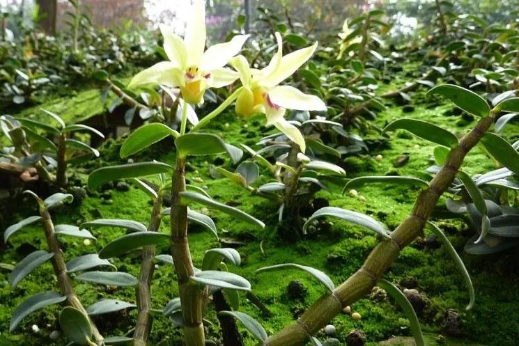 喝酒怎样快速入睡,喝酒醉得慢的技巧