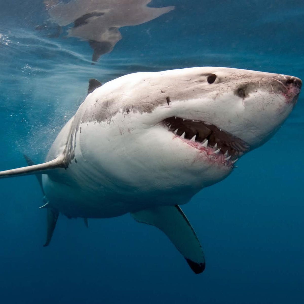 科学家发现海猪,意大利海域出现神秘生物