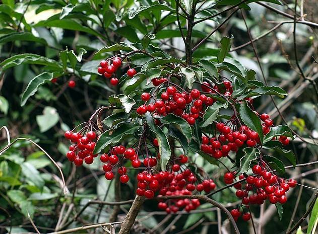 金玉满堂红果树开什么样的花,金玉满堂的红果子能培育小苗吗