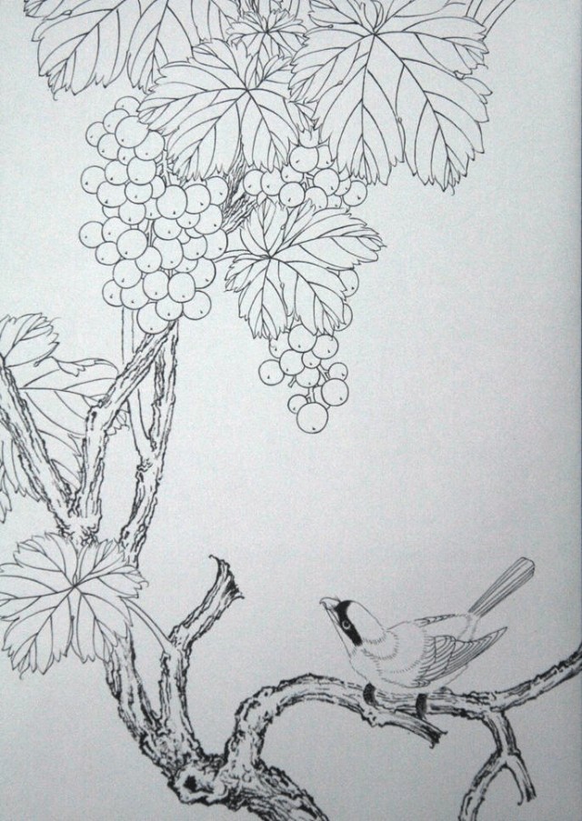 工笔勾线葡萄的画法,工笔画葡萄的上色画法步骤