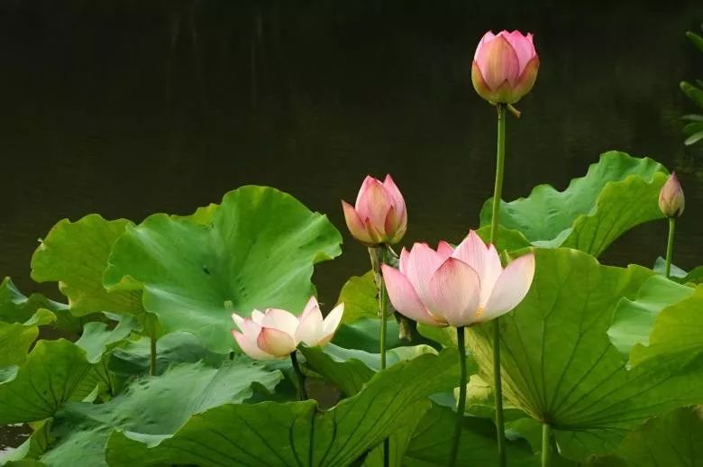 真正的逍遥自在是在自己内心,越逍遥的人越不逍遥